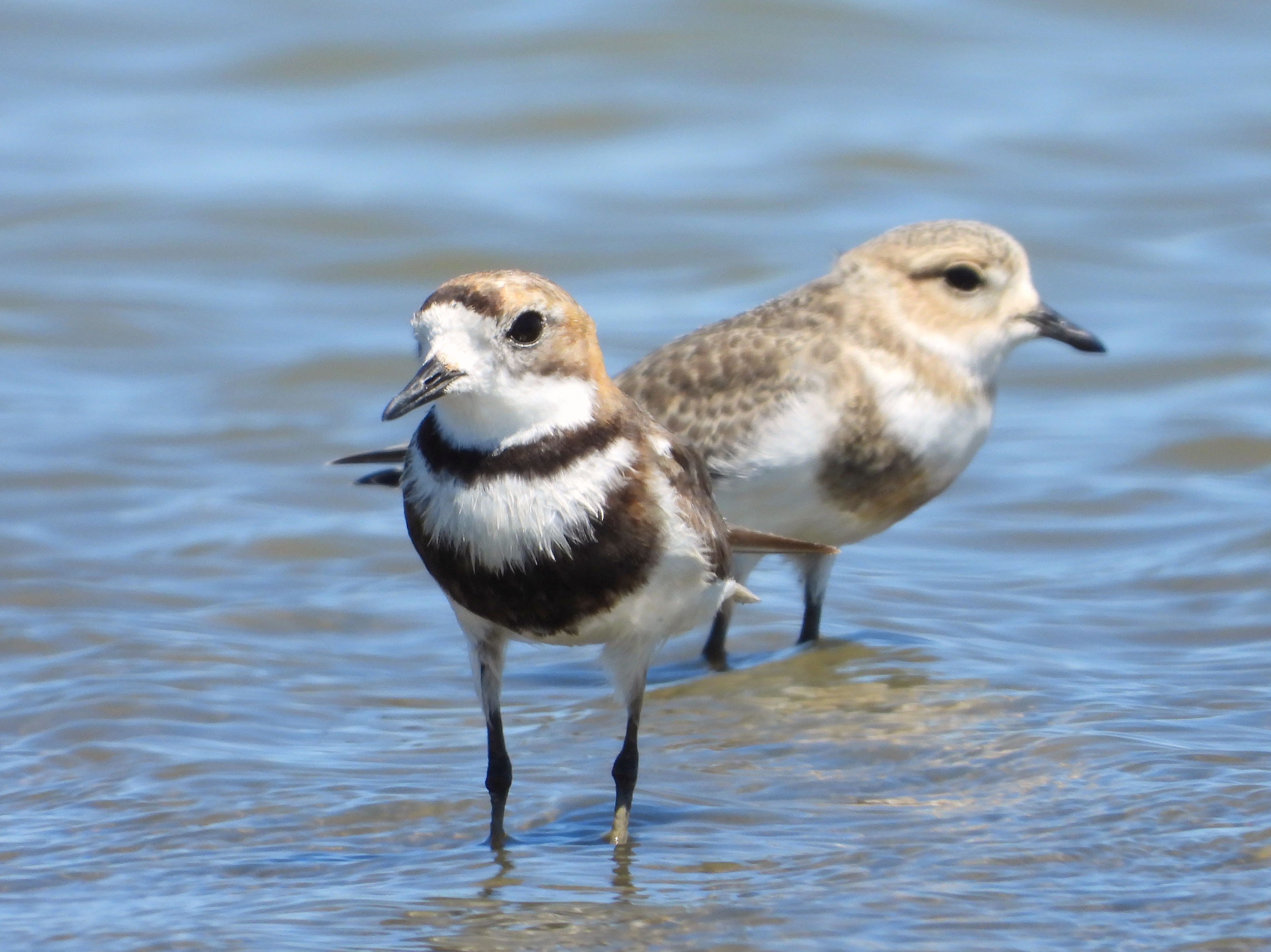 Two-banded plover