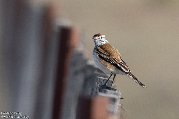 Rusty-backed Monjita