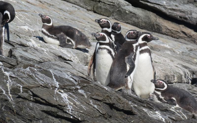 Pingüinos Patagónicos protegiéndose del frío.