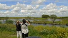 Ceibas Birding
