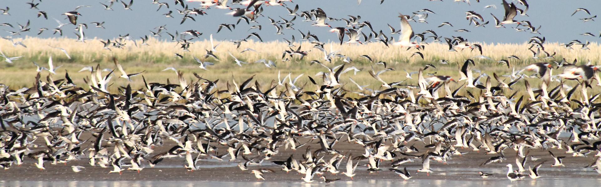 Pampas, Costa y Delta