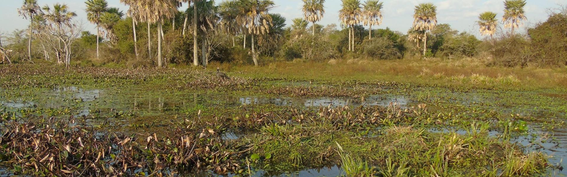 Ibera and Iguazu