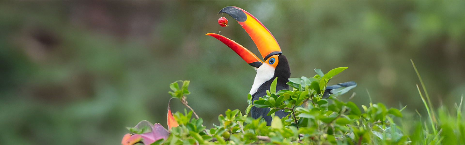 Ibera and Iguazu