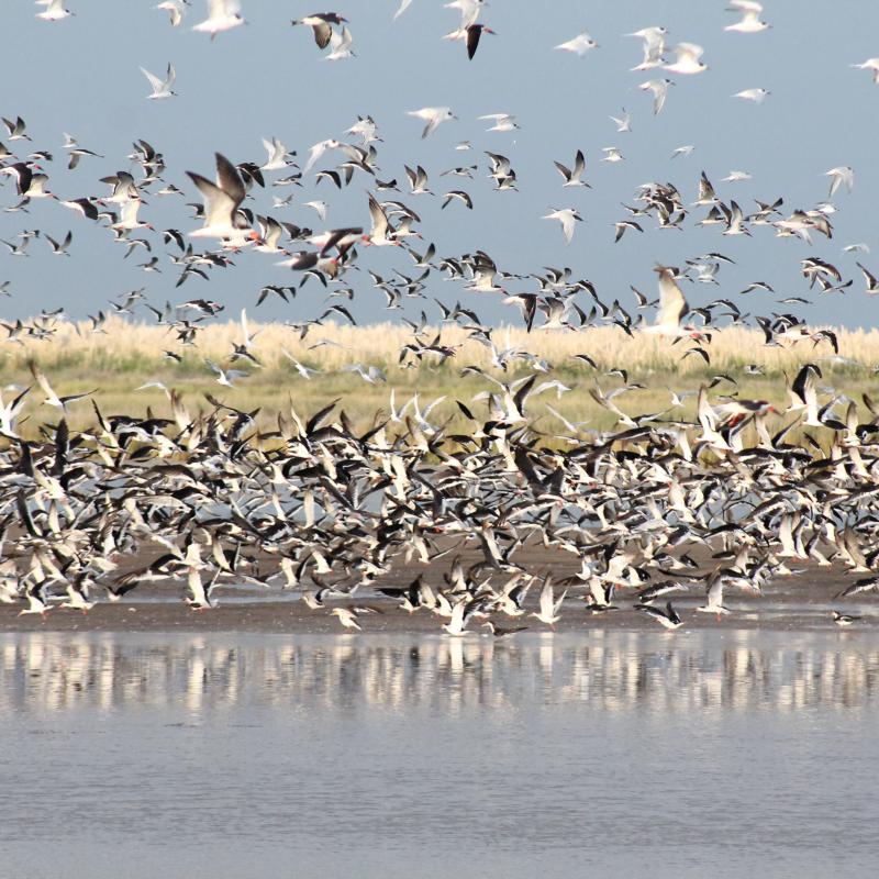 Pampas, Costa y Delta