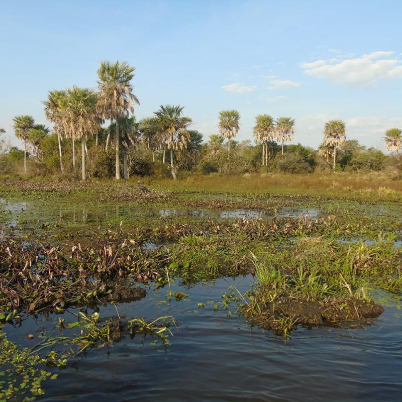Ibera and Iguazu