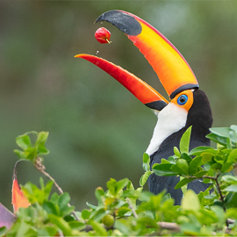 Ibera and Iguazu