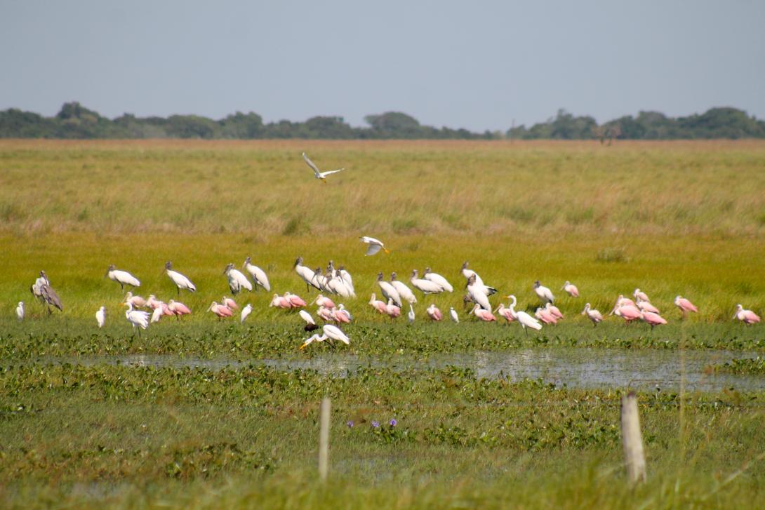 Iberá 
