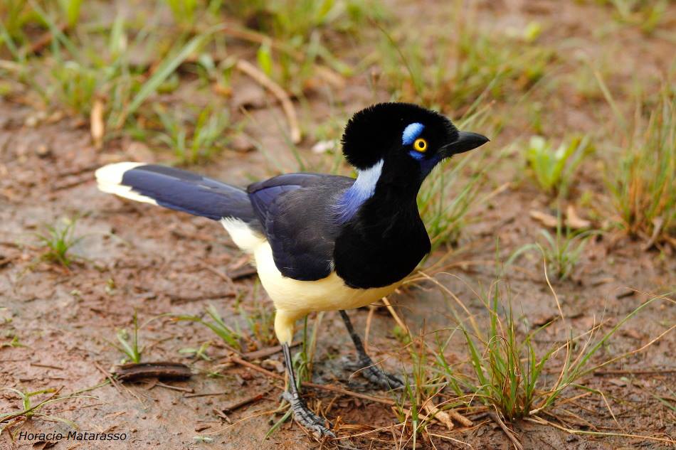 Plush-crested jay