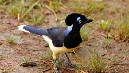 Plush-crested jay