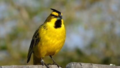 Yellow Cardinal