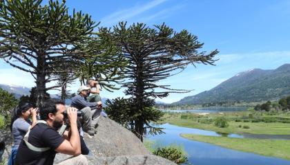 Birding in Ancient Forest