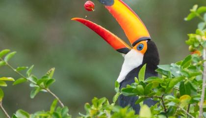 Tucan in the Northeast of Argentina