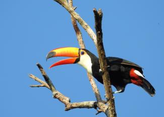 tucan
