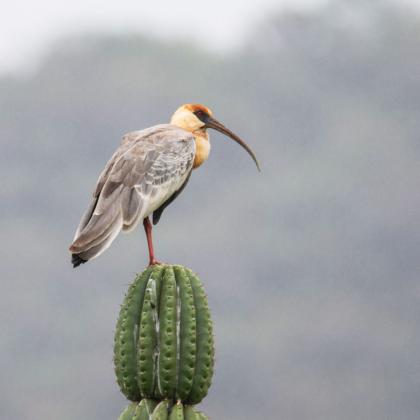 NORTHWEST ARGENTINE ANDES