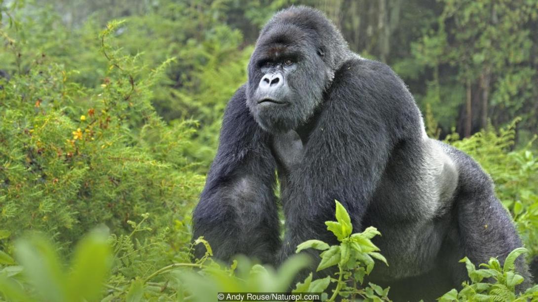 Uganda 2027
